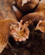 Country Chicken – 1 Kg (Fresh Cut) - Image 3