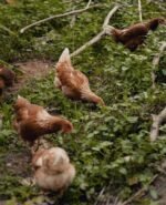 Country Chicken – 1 Kg (Fresh Cut) - Image 4