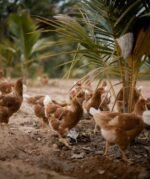 COUNTRY CHICKEN – ½ KG (FRESH CUT) - Image 4